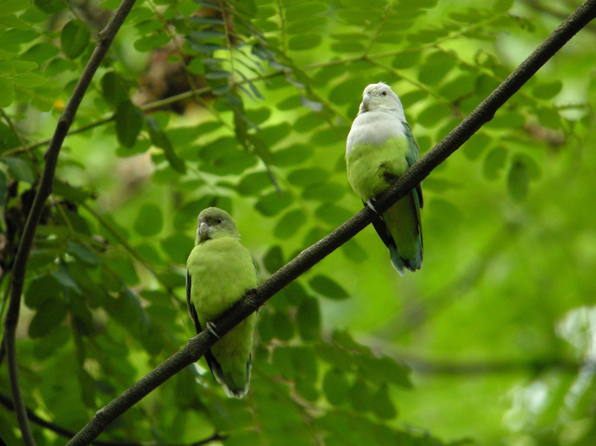 Agapornis šedohlavý - Agapornis cana